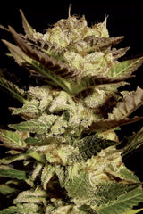 Paradise Seeds Durga Mata Fem 3St.