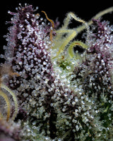 Barneys Farm Apple Fritter Fem 3St.