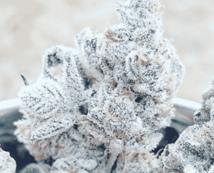 In House Genetics Bananacane Fem 3St.