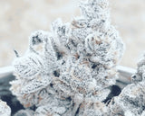 In House Genetics Bananacane Fem 3St.