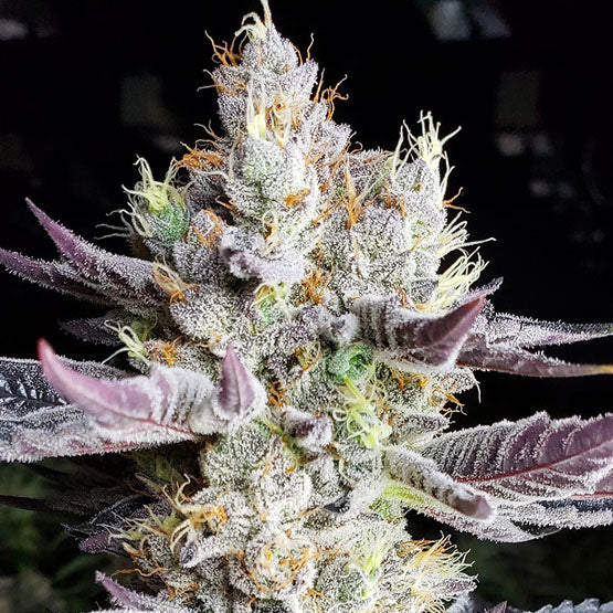 Ethos BooBerry Cookies RBX Fem 5St.