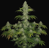 T.H. Seeds S.A.G.E. CBD Fem. 2St.