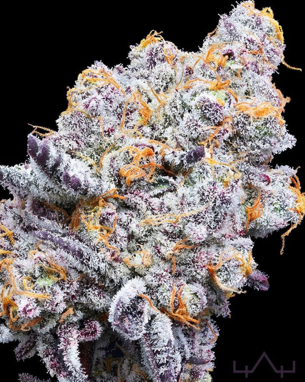 In House Genetics Deluxe Sugarcane Fem 3 St.