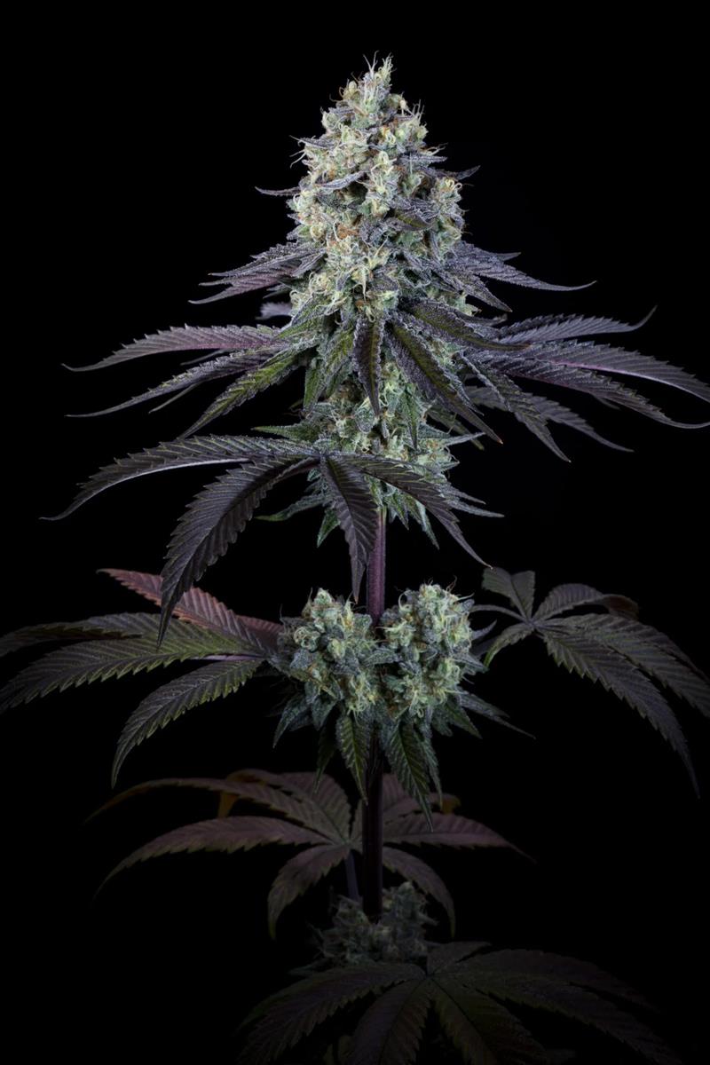 Paradise Seeds Purple Mints Fem 3 St.