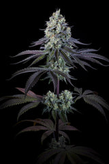 Paradise Seeds Purple Mints Fem 3 St.