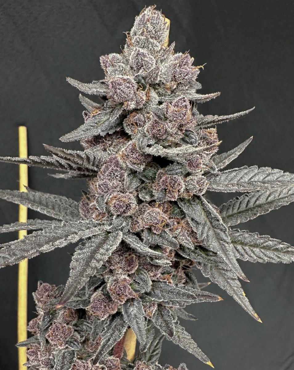 Solfire Gardens Sinferno Fem 3St.