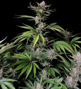 Fast Buds Cherry Cola Auto Fem 3St.