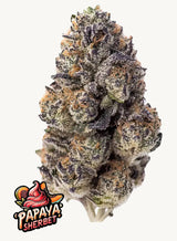 Fast Buds Papaya Sherbet Fem 3St.