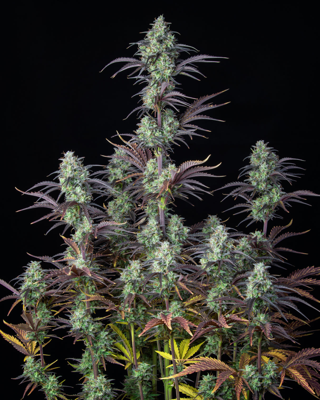 Fast Buds Mimosa Cake Auto Fem 3St.