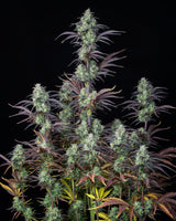 Fast Buds Mimosa Cake Auto Fem 3St.