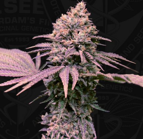 T.H. Seeds London Mint Cake Fem. 6St.