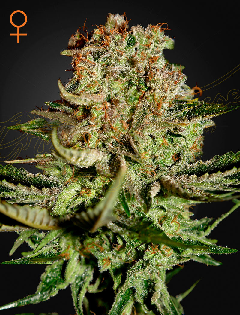 GHSC Super Bud Fem. 3St