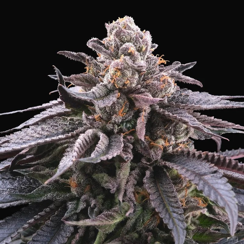 Perfect Tree DOKI DOKI Fem 6St.