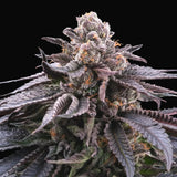 Perfect Tree DOKI DOKI Fem 6St.