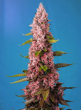 Sweet Seeds Red Hot Cookies Fem 3St.