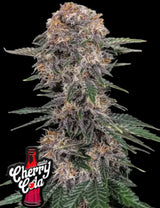 Fast Buds Cherry Cola Auto Fem 3St.