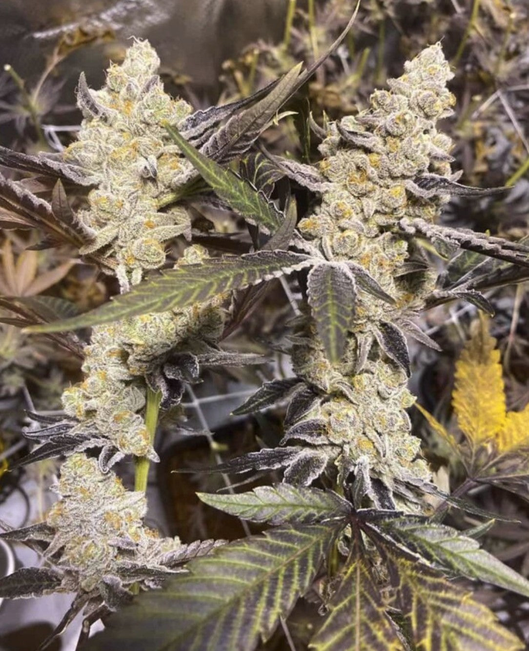 In House Genetics Platinum Purple Candy Fem 3St.