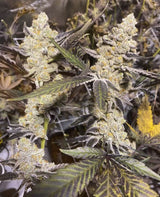 In House Genetics Platinum Purple Candy Fem 3St.