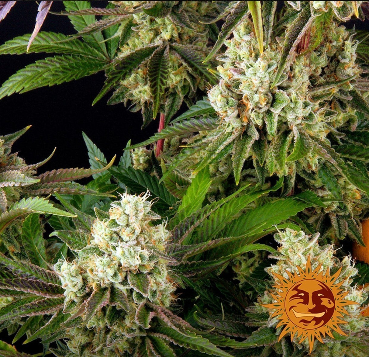 Barneys Farm Glookies Fem 3St.