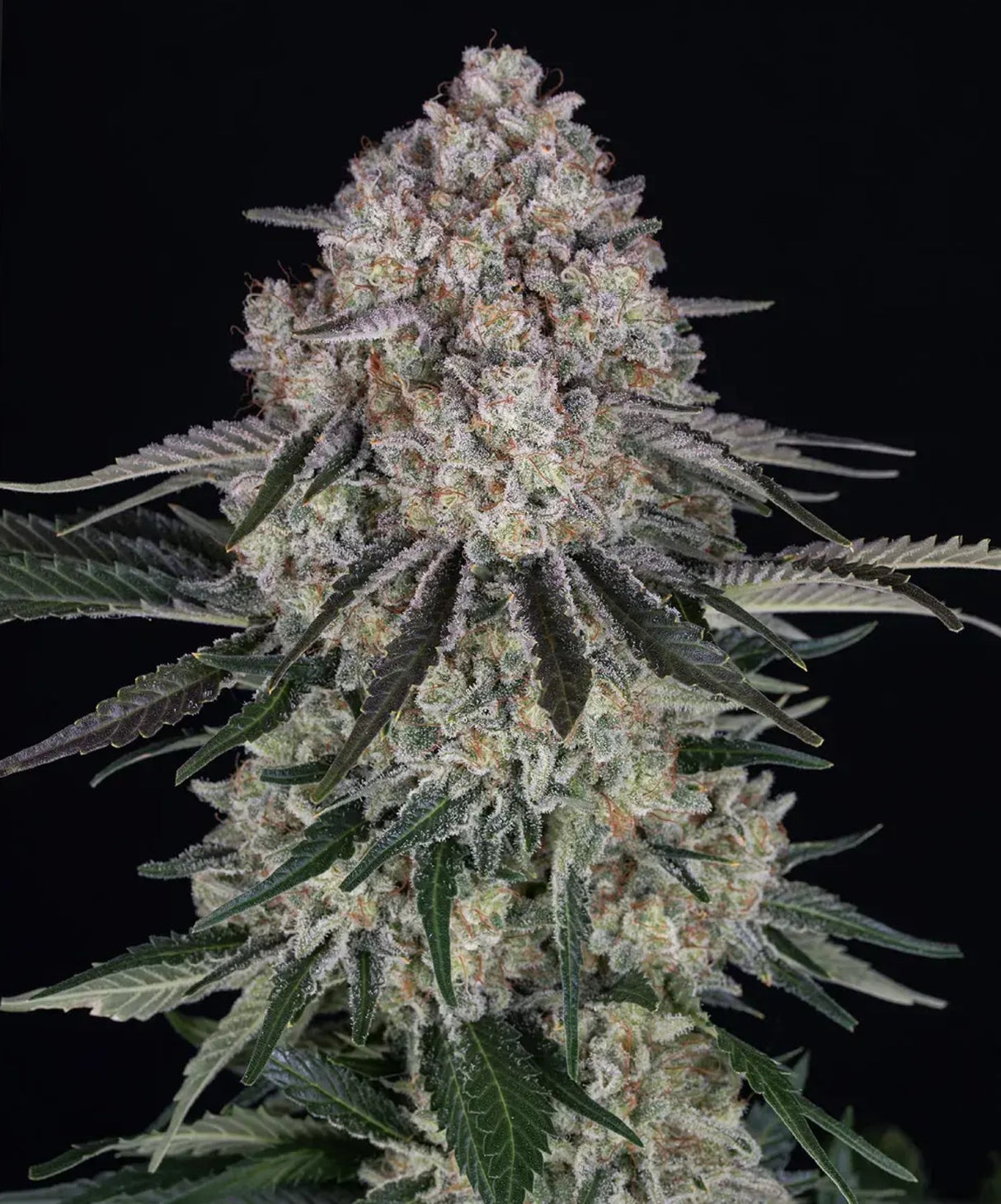 Barneys Farm Sour Diesel Auto Fem 3St.