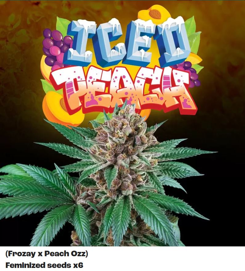 Perfect Tree Iced Peach x6 Fem 6St.