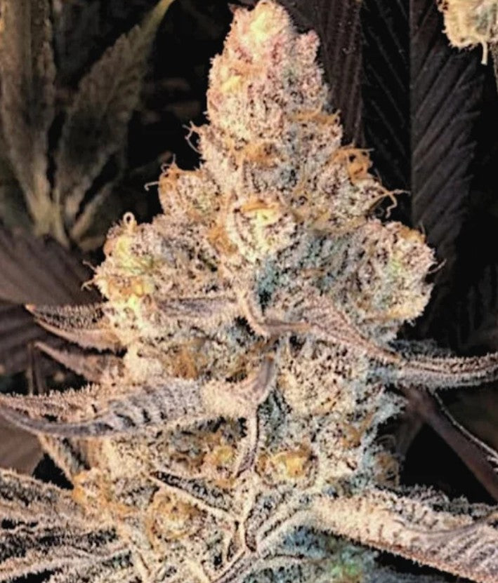 In House Genetics Dolato S1