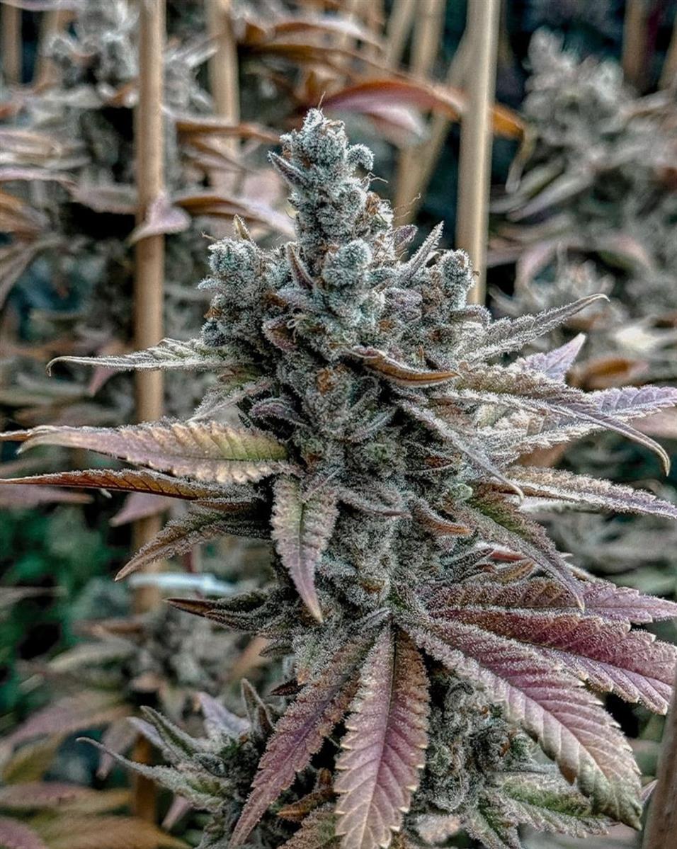 Solfire Gardens Lemon Elixir Fem 3St.