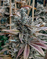 Solfire Gardens Lemon Elixir Fem 3St.