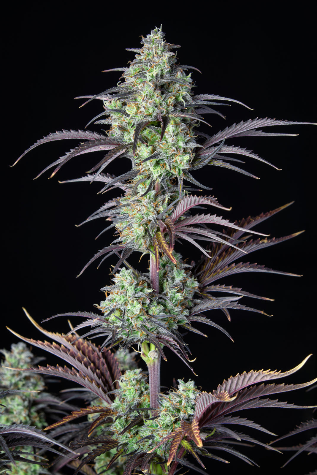 Fast Buds Mimosa Cake Auto Fem 3St.