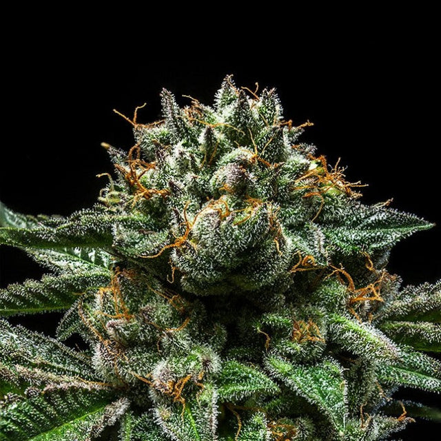 Nahaufnahme einer Sativa-dominanten Cannabispflanze mit dichten, frostigen Blütenknospen, die mit Trichomen bedeckt sind. Die Blätter sind dunkelgrün und dünn, mit orangefarbenen Stempeln, die über die Knospen der Chempie-Hybride verstreut sind. Der Hintergrund ist schwarz und betont die detaillierte Textur und Farben der Pflanze. Diese besondere Sorte ist als Ripper Seeds – Chempie – Feminisiert von Ripper Seeds bekannt.