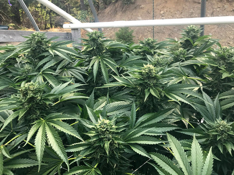 Humboldt Seeds Cinnamon Buddha Og Fem. 3St.