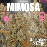 Criminal Seeds Mimosa Auto Fem 3St.