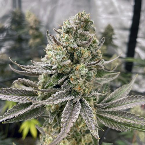 In House Genetics Platinumz Fem 3St.