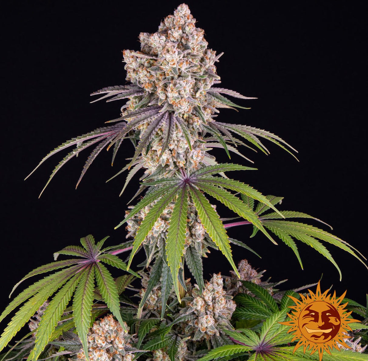 Barneys Farm Ice Cream Cake Fem 3St.