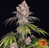 Barneys Farm Ice Cream Cake Fem 3St.