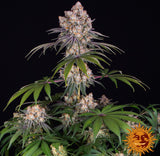 Barneys Farm Ice Cream Cake Fem 3St.