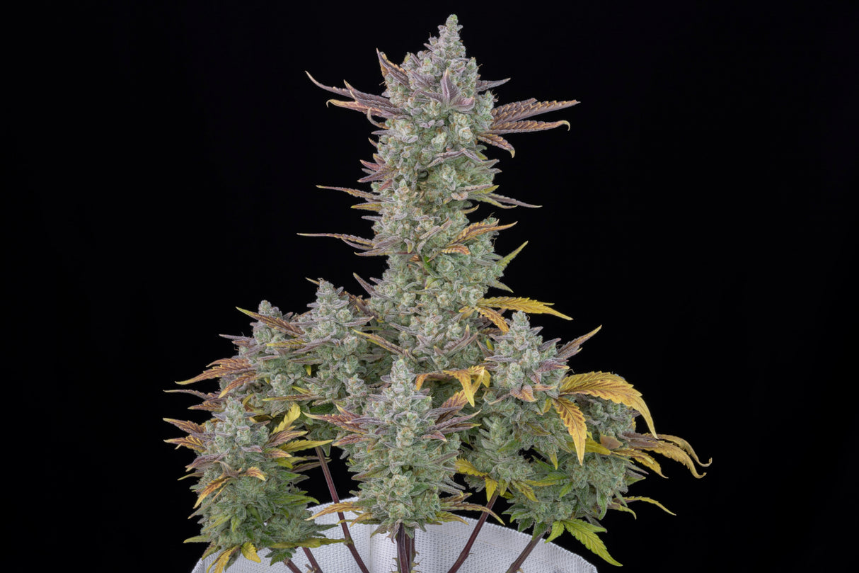 Fast Buds Gorilla Cookies Auto Fem 3St.