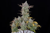 Fast Buds Gorilla Cookies Auto Fem 3St.