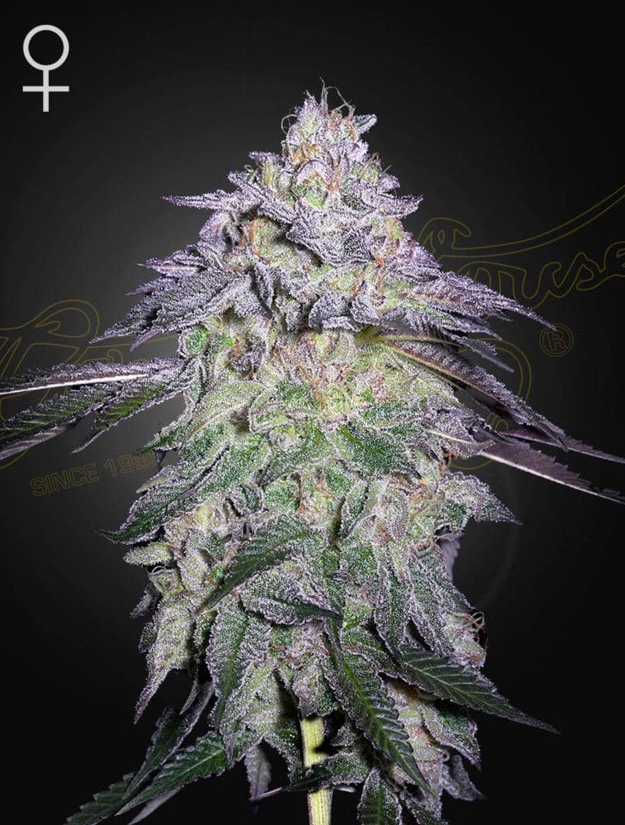 Green House Seed Co. Nori Cake Fem 3St.