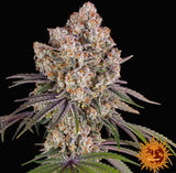 Barneys Farm Ice Cream Cake Fem 3St.