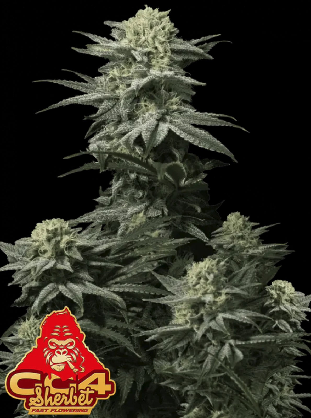 Fast Buds GG4 Sherbet FF Fem 3St.