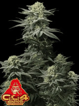 Fast Buds GG4 Sherbet FF Fem 3St.