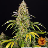 Barneys Farm Critical Kush Auto Fem 3St.