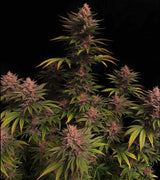 Fast Buds Purple Lemonade FF Fem 3St.