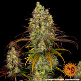Barneys Farm Tangerine Dream Fem 3St.