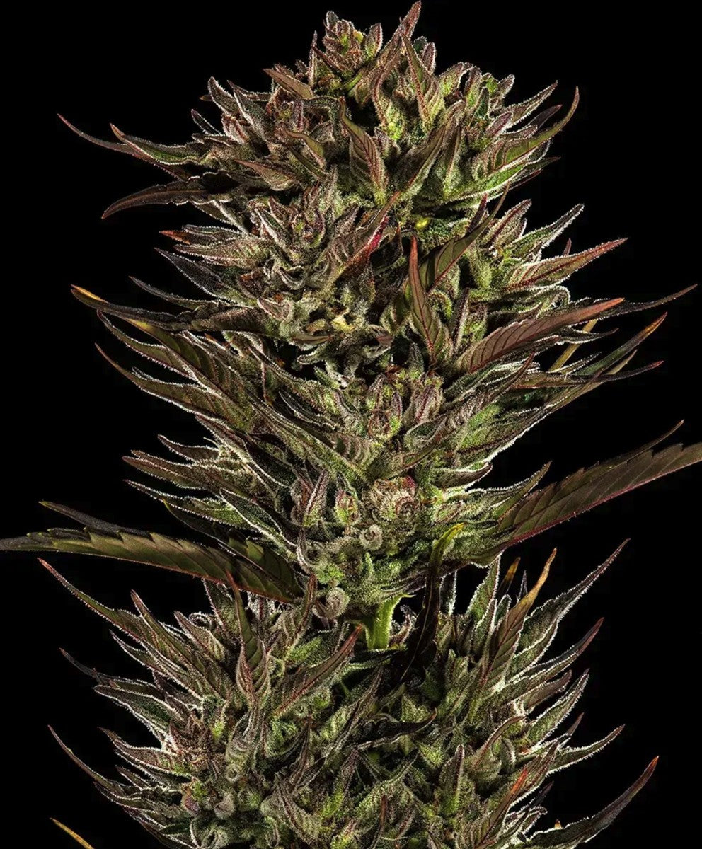 Barneys Farm Thin Mint x Sour Pinot Auto Fem 3St.