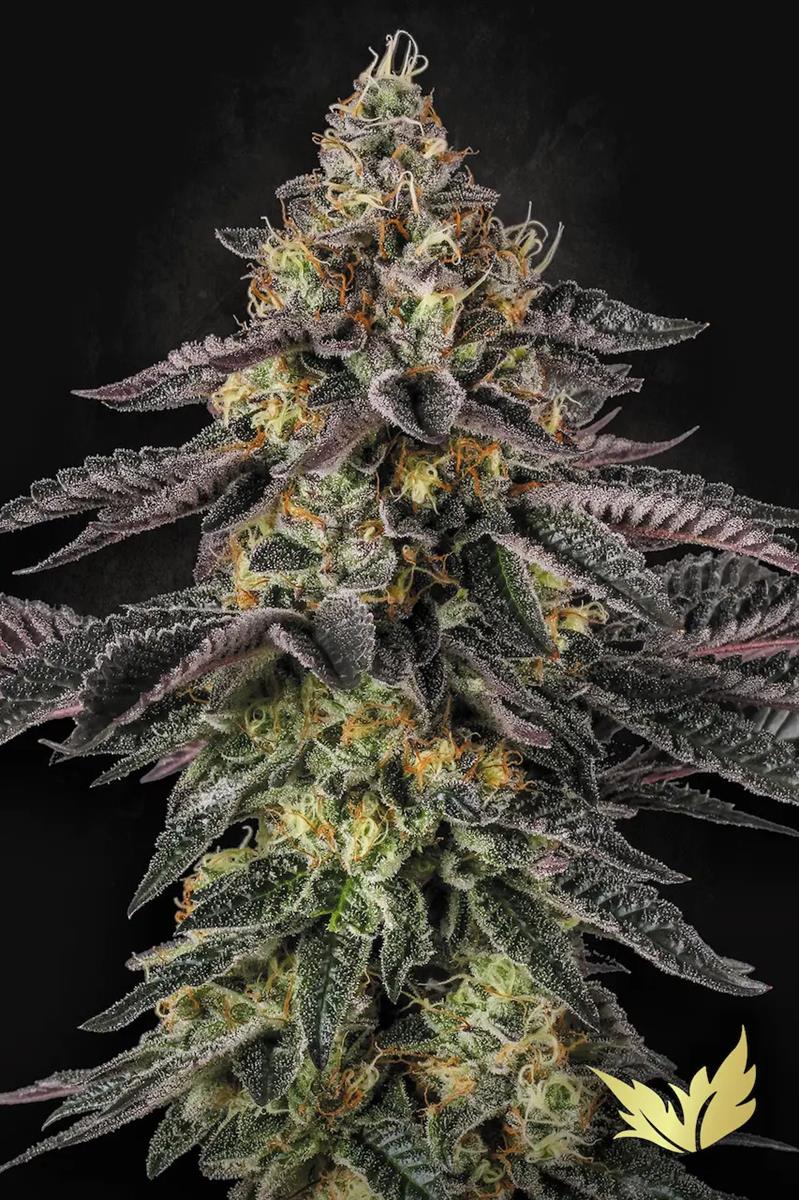 Paradise Seeds Sunset Paradise Fem 3St.