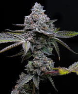 Barneys Farm Apple Fritter Fem 3St.
