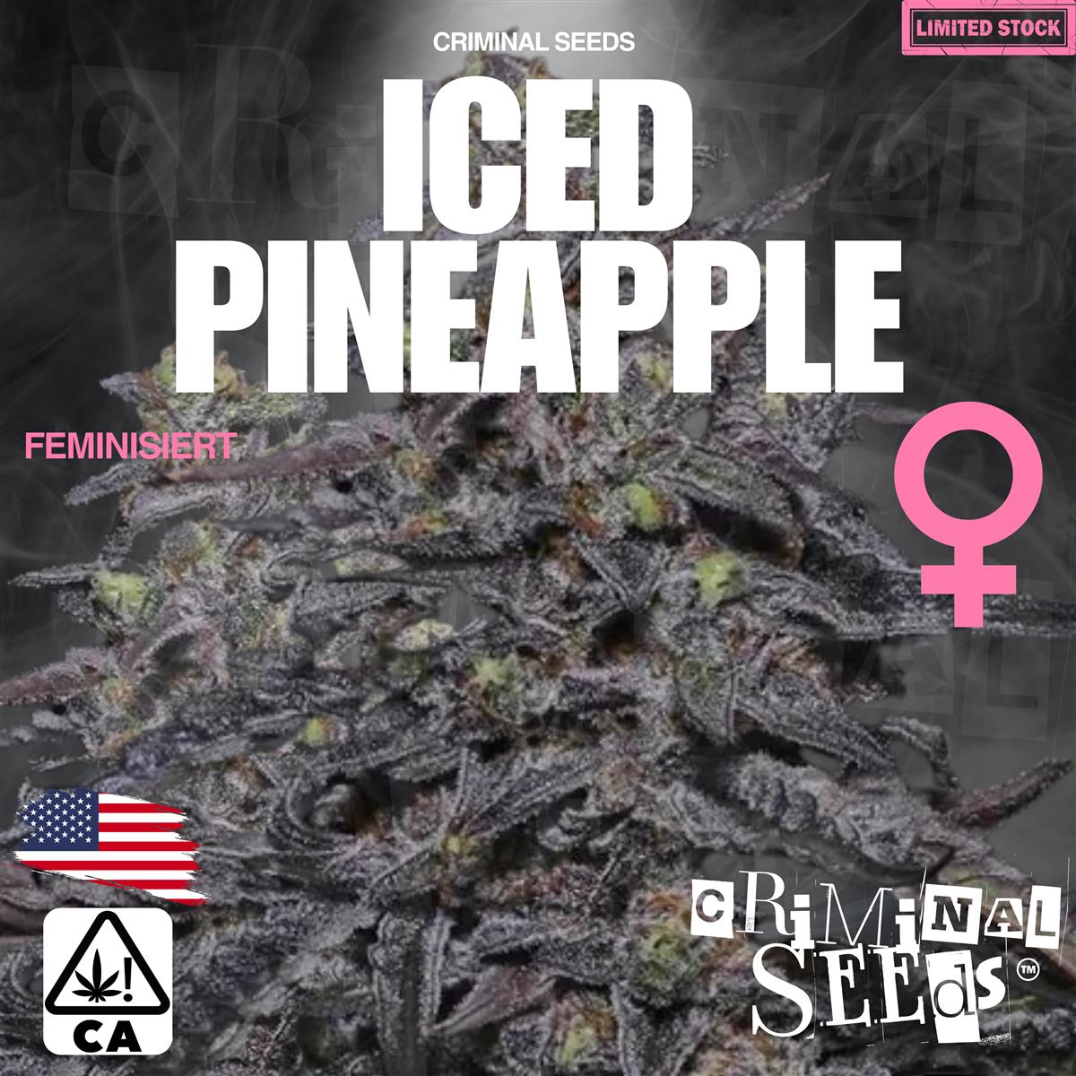 Criminal Seeds Iced Pineapple x Cali Fem 3St.