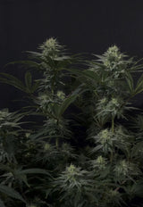 Fast Buds GG4 Sherbet FF Fem 3St.